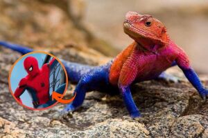 "Homem-Aranha" do mundo animal: conhe&ccedil;a o lagarto africano que tem as mesmas cores do her&oacute;i