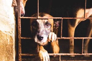 Abrigo de animais no Grande Recife &eacute; acusado de maus-tratos; relatos apontam sumi&ccedil;o de pets sob a tutela da institui&ccedil;&atilde;o