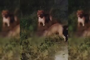 Ataque de pitbulls deixa crian&ccedil;a ferida e cachorro morto em Pernambuco