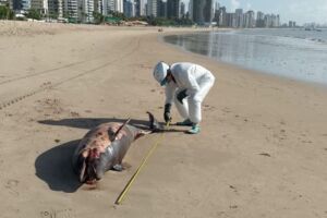 Um golfinho foi encontrado morto na areia da Praia de Candeias. 