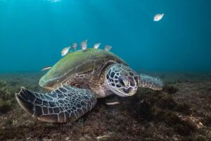 Em Fernando de Noronha, tartaruga recebe limpeza no casco por pequenos peixes.