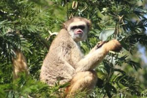 O muriqui-do-norte &eacute; exclusivo da Mata Atl&acirc;ntica com cerca de mil indiv&iacute;duos na natureza.