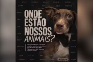 22 c&atilde;es que haviam sido deixados na institui&ccedil;&atilde;o teriam desaparecido, segundo tutores.