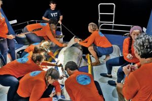 Especialistas capturando os animais para coloca&ccedil;&atilde;o de chip.