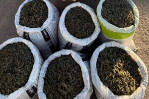 Maconha apreendida no Sert&atilde;o de Pernambuco.