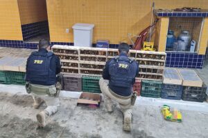 Durante a verifica&ccedil;&atilde;o do compartimento de carga, os agentes encontraram 555 p&aacute;ssaros silvestres mantidos em gaiolas. Tamb&eacute;m foi localizada uma caixa contendo 29 jabutis.