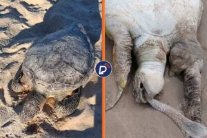 Tartarugas verdes s&atilde;o encontradas mortas em praias.