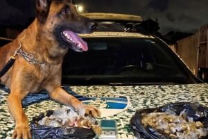 Pol&iacute;cia Militar CIPC&atilde;es apreendem adolescente com 257 bigs de maconha em Olinda.