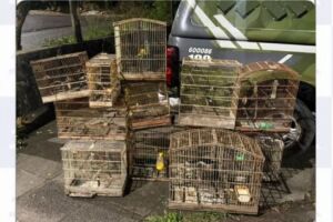 Policiais militares do Batalh&atilde;o de Policiamento Ambiental (BPA) resgataram 14 aves silvestres que eram mantidas em gaiolas em um s&iacute;tio na Zona Rural de S&atilde;o Louren&ccedil;o da Mata.