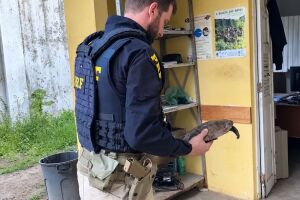 Segundo a PRF, o animal foi encontrado nas proximidades da Arena de Pernambuco.