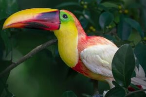 Tucano-de-bico-castanho.