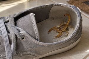Sapatos s&atilde;o locais onde esses animais pe&ccedil;onhentos podem se esconder.