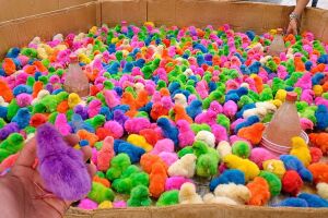 Aves com colora&ccedil;&atilde;o artificial aparecem reunidas em uma caixa de papel&atilde;o durante comercializa&ccedil;&atilde;o em Bom Jardim.
