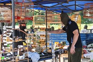 Opera&ccedil;&atilde;o encontrou aves feridas e sem &aacute;gua e comida em Caruaru.