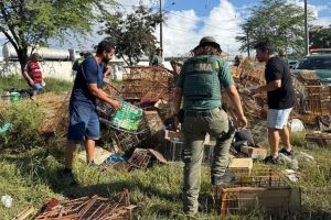 Agentes libertaram os animais e destru&iacute;ram diversas gaiolas no local.