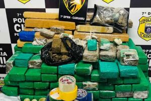 Maconha apreendida pela Pol&iacute;cia.