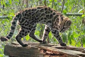 Nova esp&eacute;cie de felino descoberta.