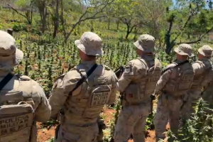 A&ccedil;&atilde;o da pol&iacute;cia em Pernambuco erradica extensa planta&ccedil;&atilde;o de maconha em Bet&acirc;nia
