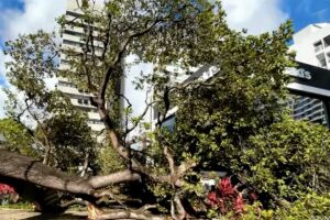 &Aacute;rvore de grande porte cai no bairro dos Aflitos, no Recife