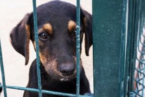 MPPE recomenda interdi&ccedil;&atilde;o de dois abrigos irregulares com 45 c&atilde;es e gatos em Bezerros.