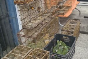 Pol&iacute;cia Ambiental apreende 47 aves silvestres mantidas ilegalmente em cativeiro no Recife.