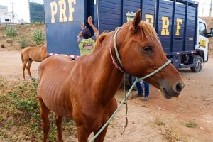 Cavalos, bois, bodes, burros e jumentos est&atilde;o entre os animais encontrados com frequ&ecirc;ncia nas pistas.