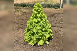 Encontrada entre outras alfaces, a planta surpreendeu a equipe respons&aacute;vel pelo cultivo.
