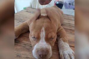Mutila&ccedil;&atilde;o de animais era anunciada em aplicativo de mensagens.