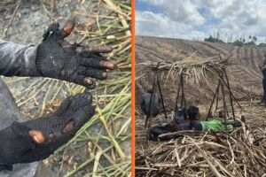 Mais de 800 cortadores de cana denunciam condi&ccedil;&otilde;es degradantes em Pernambuco