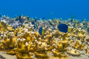 Tamandar&eacute; participa com a iniciativa "Cores de volta ao mar: a hist&oacute;ria de conserva&ccedil;&atilde;o que devolveu vida aos recifes".