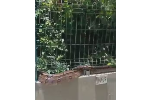 Jiboia encontrada em condom&iacute;nio no Recife