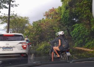 &Aacute;rvore que desabou na Via Mangue, no Recife, ap&oacute;s chuvas.
