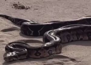 Uma serpente foi encontrada na areia da praia de Piedade. 