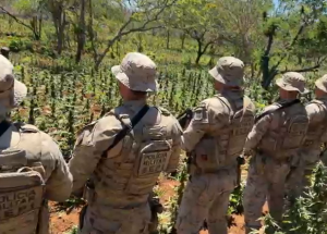 A&ccedil;&atilde;o da pol&iacute;cia em Pernambuco erradica extensa planta&ccedil;&atilde;o de maconha em Bet&acirc;nia