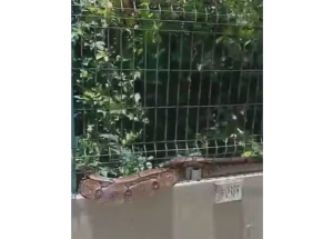 Jiboia encontrada em condom&iacute;nio no Recife