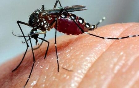 Mosquito Aedes Aegypti.