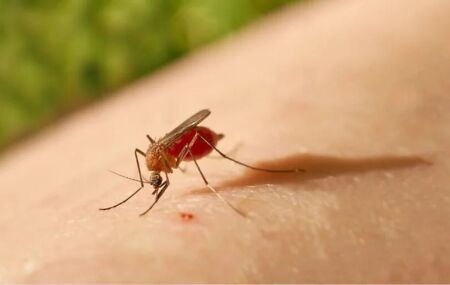 Mosquito transmissor da febre Oropouche.