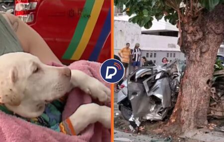 CACHORRO é resgatado, COM VIDA, de grave acidente com VITIMAS FATAIS em BOA VIAGEM.