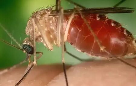 Mosquito transmissor da febre oropouche 