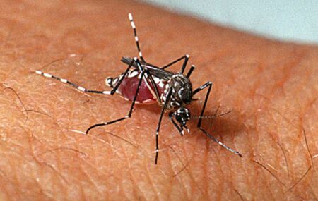 Mosquito da dengue, aedes aegypti.