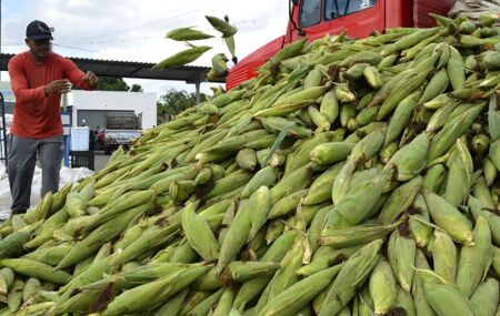 Ceasa abre P&aacute;tio do Milho com expectativa de vender 13 milh&otilde;es de espigas no per&iacute;odo junino
