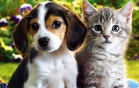 C&atilde;o e gato