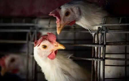 Gripe Avi&aacute;ria