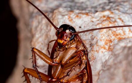 Presen&ccedil;a frequente de baratas em casa revela desequil&iacute;brios ambientais e riscos &agrave; sa&uacute;de. 
