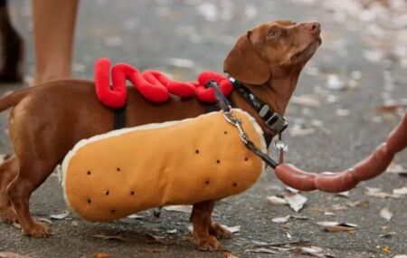 Dachshunds, c&atilde;o "salsicha".