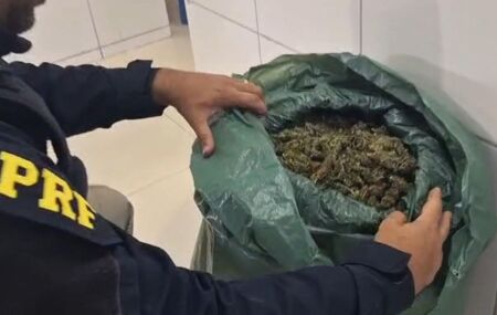 Maconha apreendida pela PRF. 