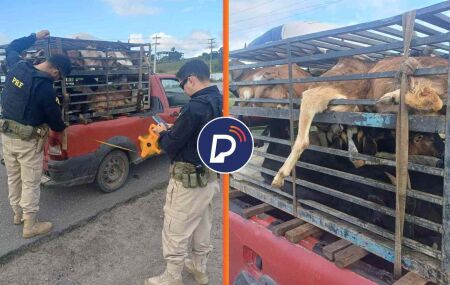 PRF flagra transporte irregular de 37 caprinos