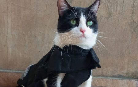 "Gato SRD Mais Bonito do Brasil": diversidade de pelagens e hist&oacute;rias que inspiram a ado&ccedil;&atilde;o. Vencedor de 2024, o gatinho Pipo.