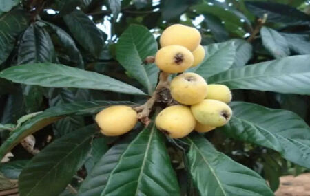 Nutricionistas revelam fruta que auxilia na regenera&ccedil;&atilde;o do Figado.