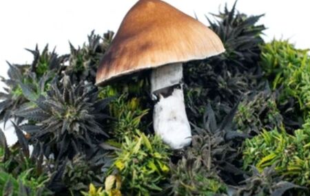 Anvisa pro&iacute;be venda de produtos &agrave; base de cannabis e cogumelos.